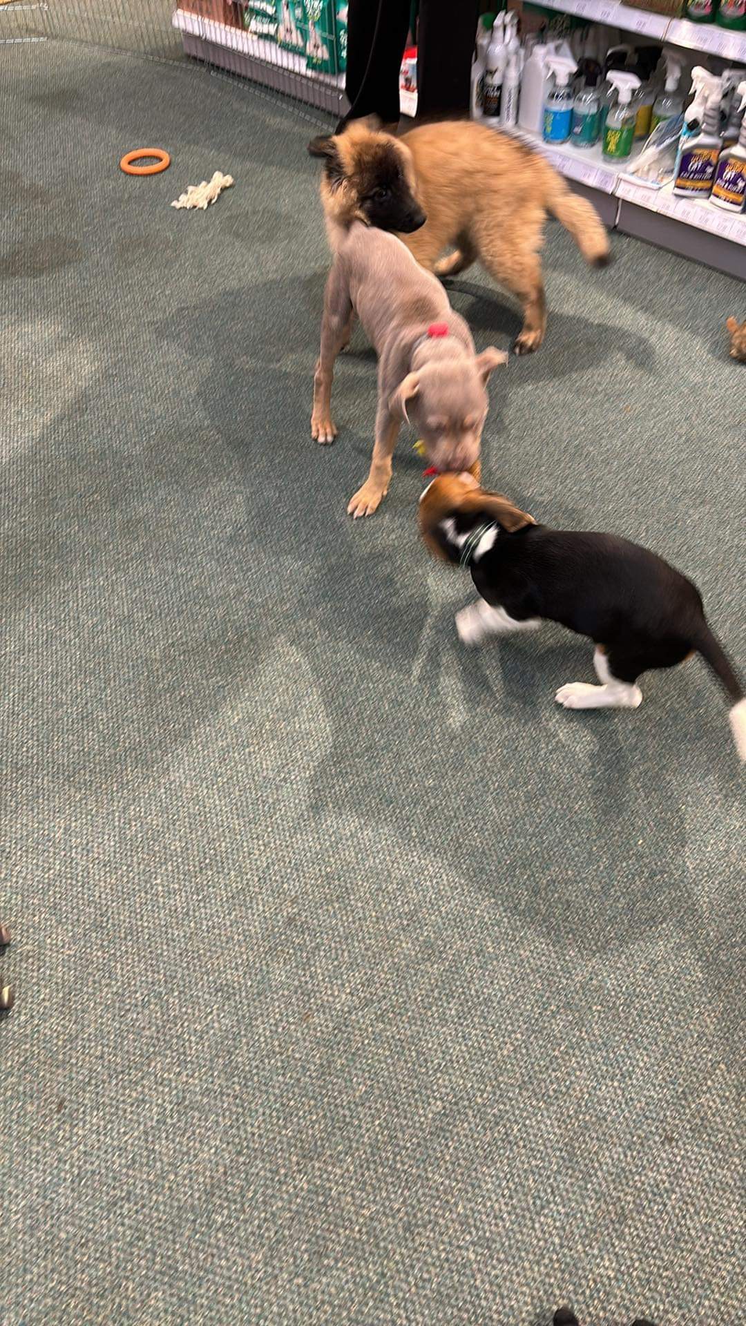 Pets Corner