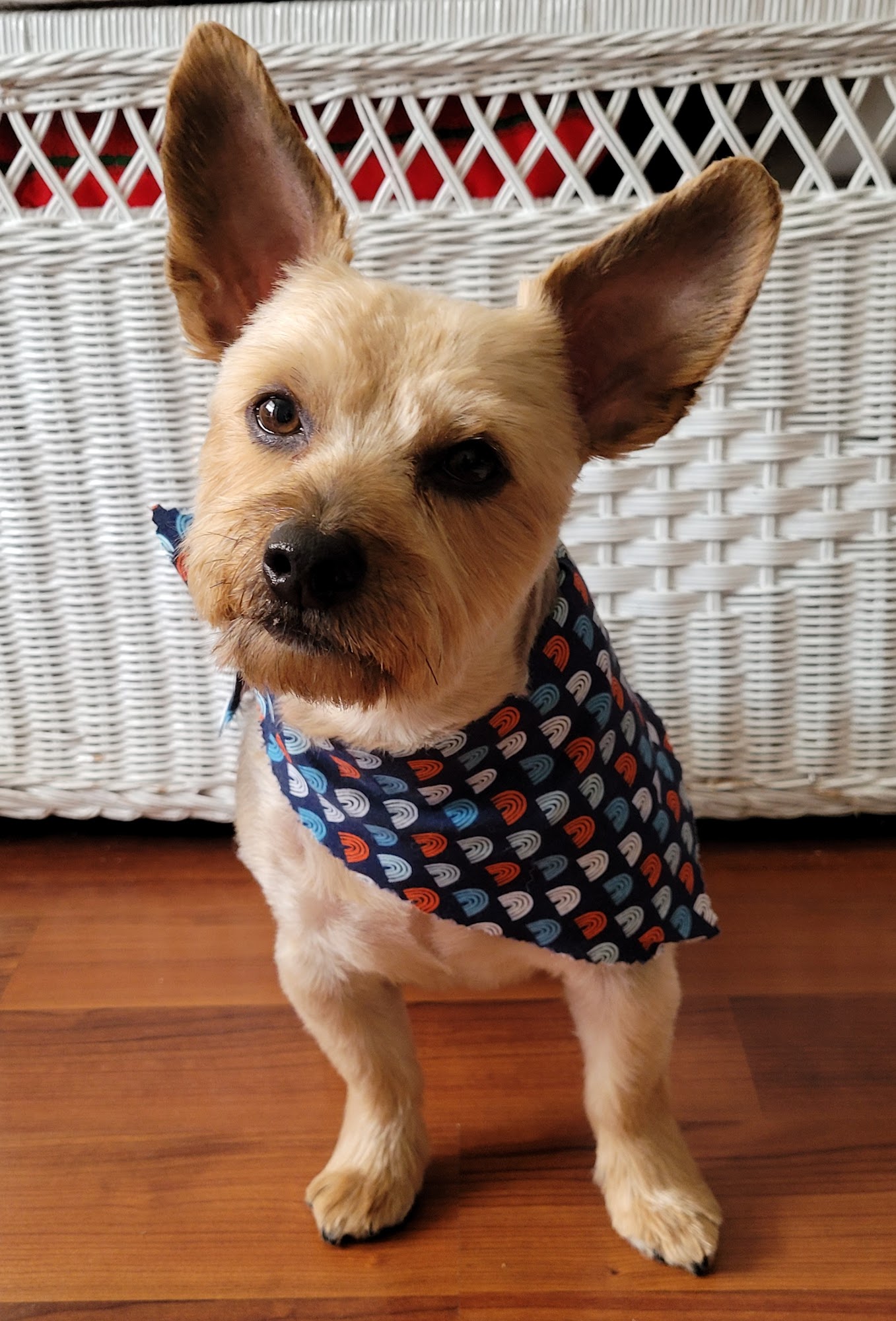 Sandy Paws Pet Salon Bluffton