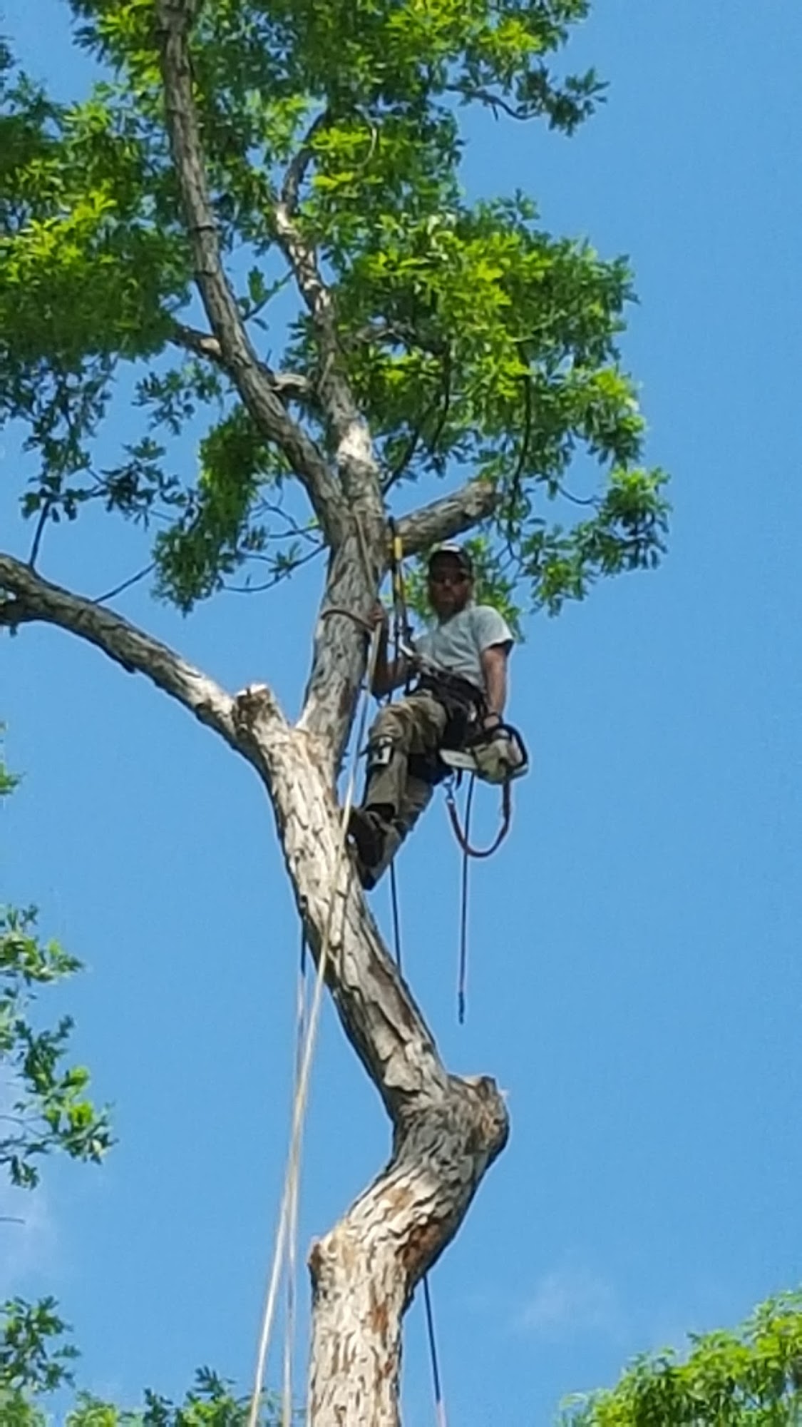 A & R Tree Service 2331 Congaree Dr, Cayce South Carolina 29033