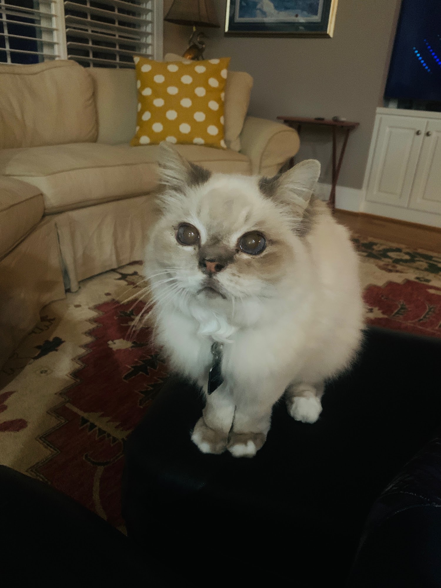 Low Country Pet Salon Charleston