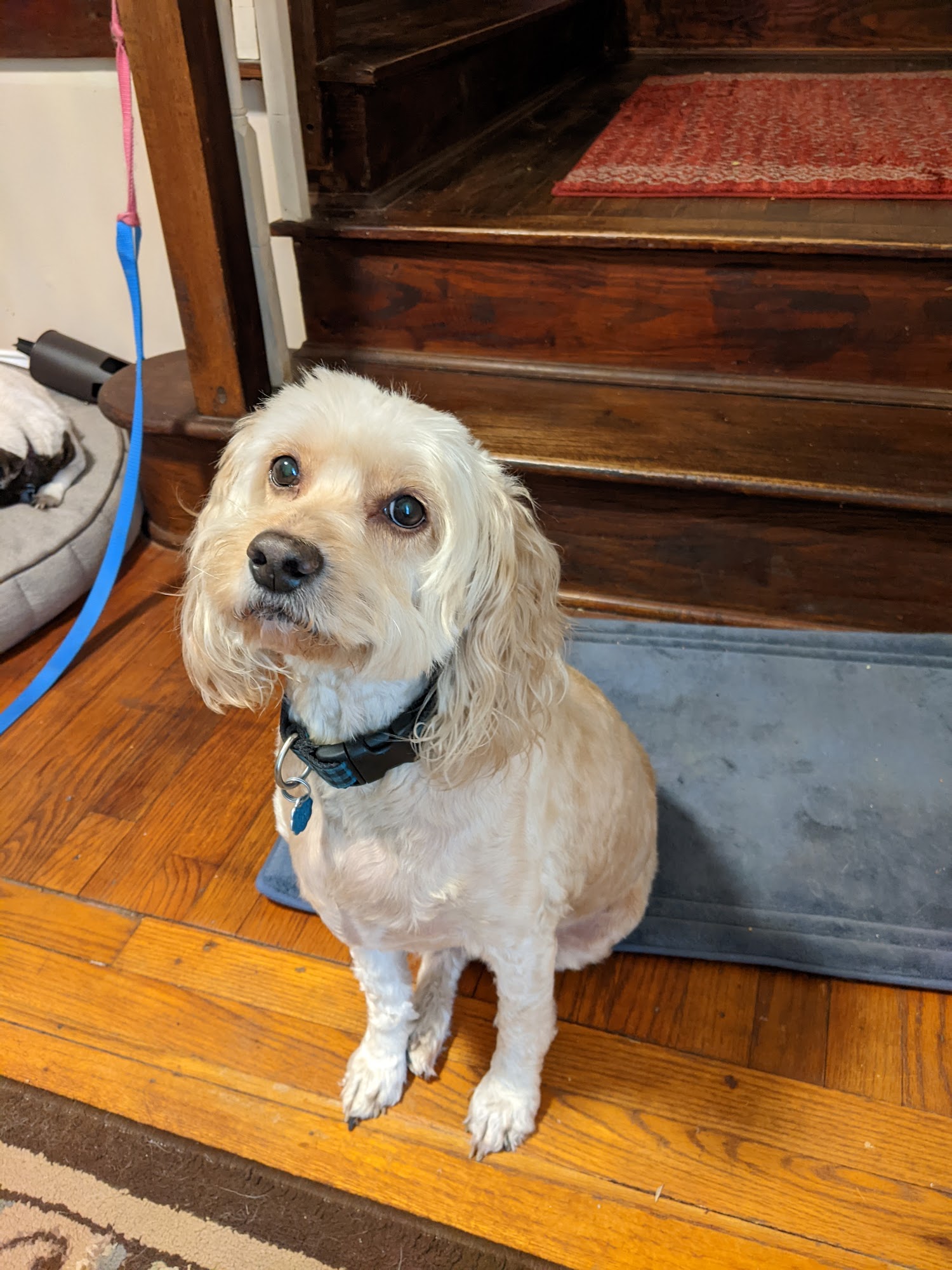 Carolina Grooming Charleston