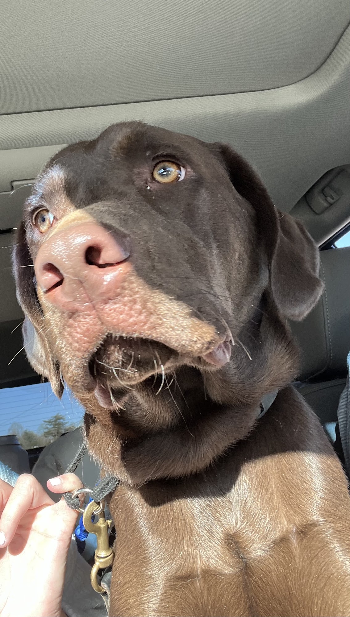 Hi C Farms and Kennels LLC Clover