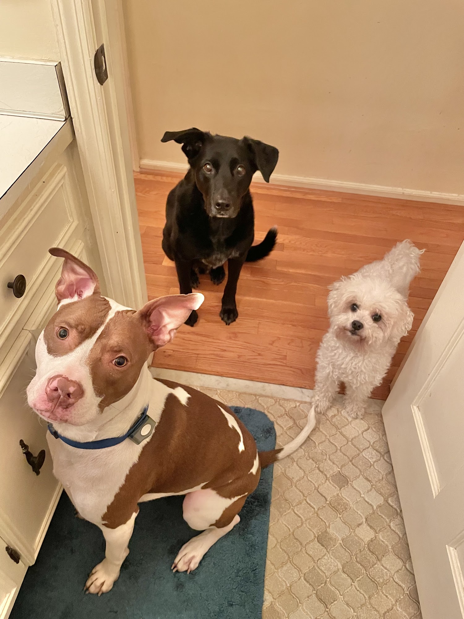 Irmo Pet Retreat Columbia