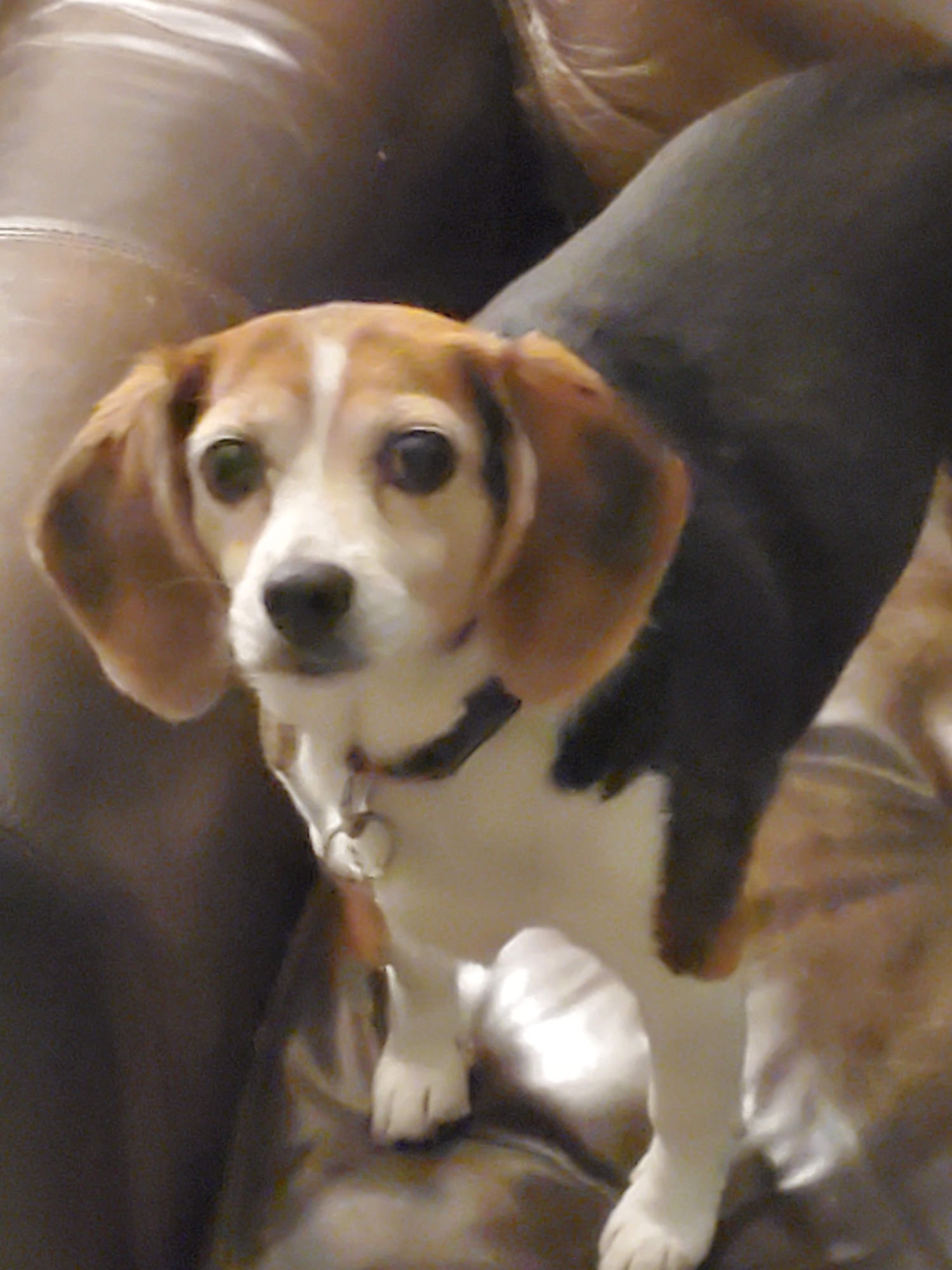 Sarah's Grooming Columbia