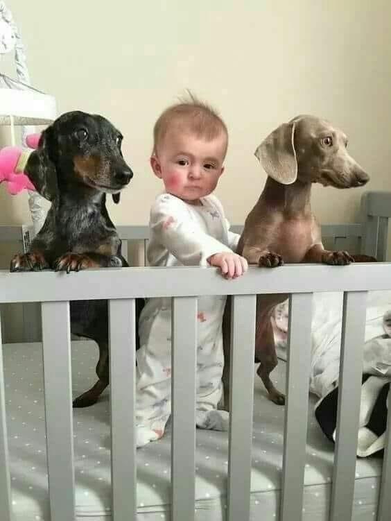 Petsitting By Denise Columbia