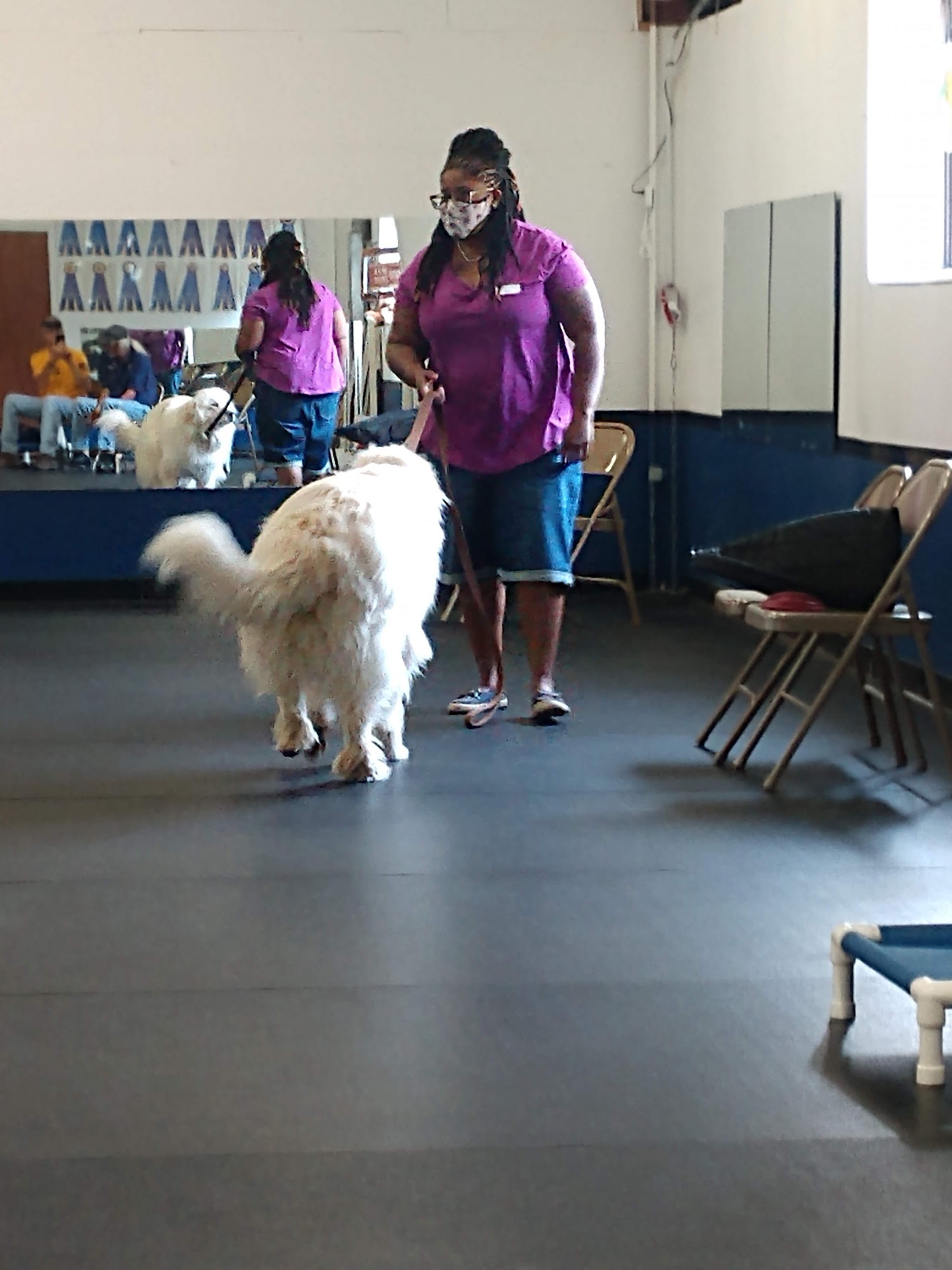 Dog Trainers Workshop and Boarding