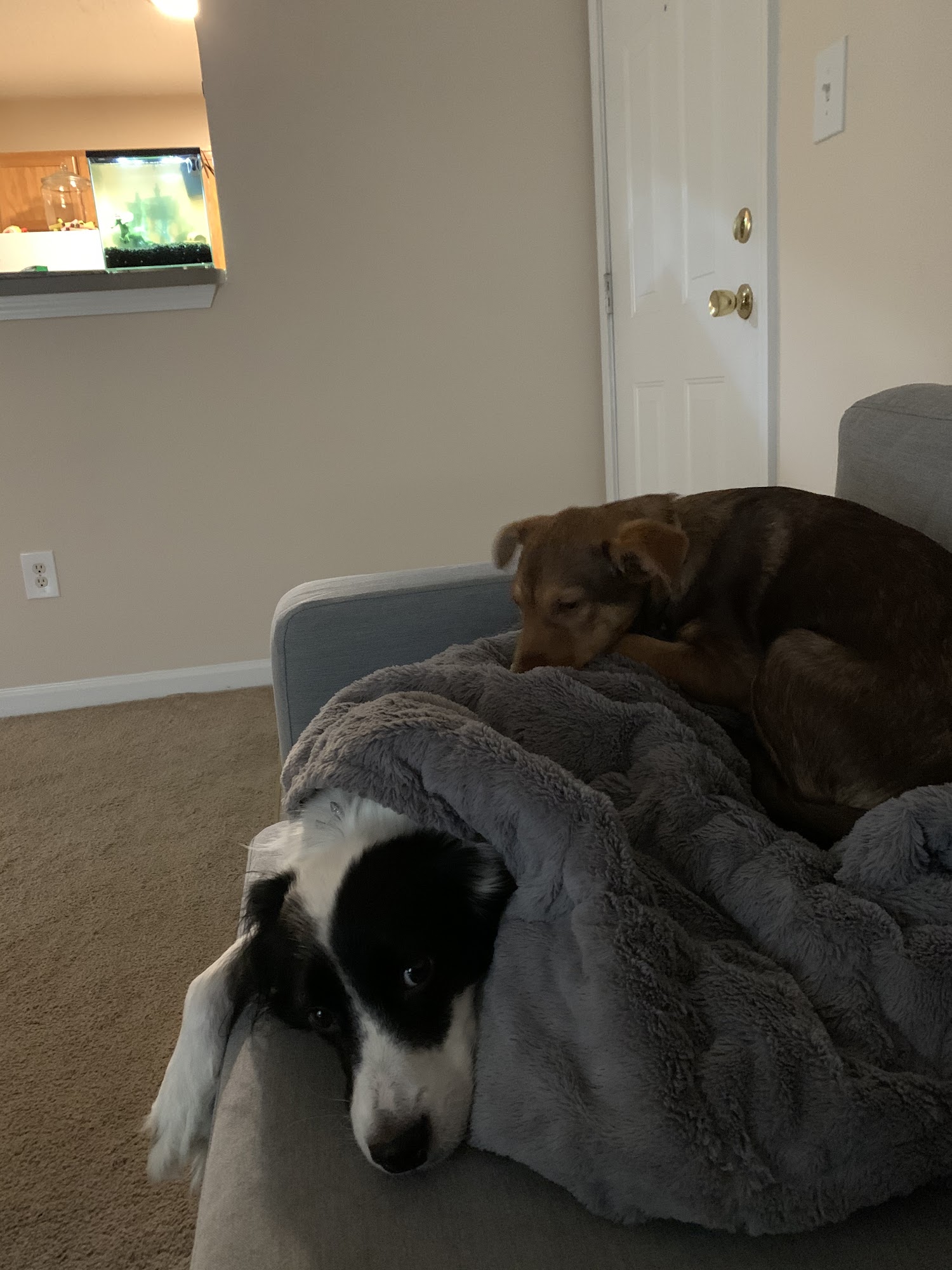 Westview Animal Hospital Georgetown