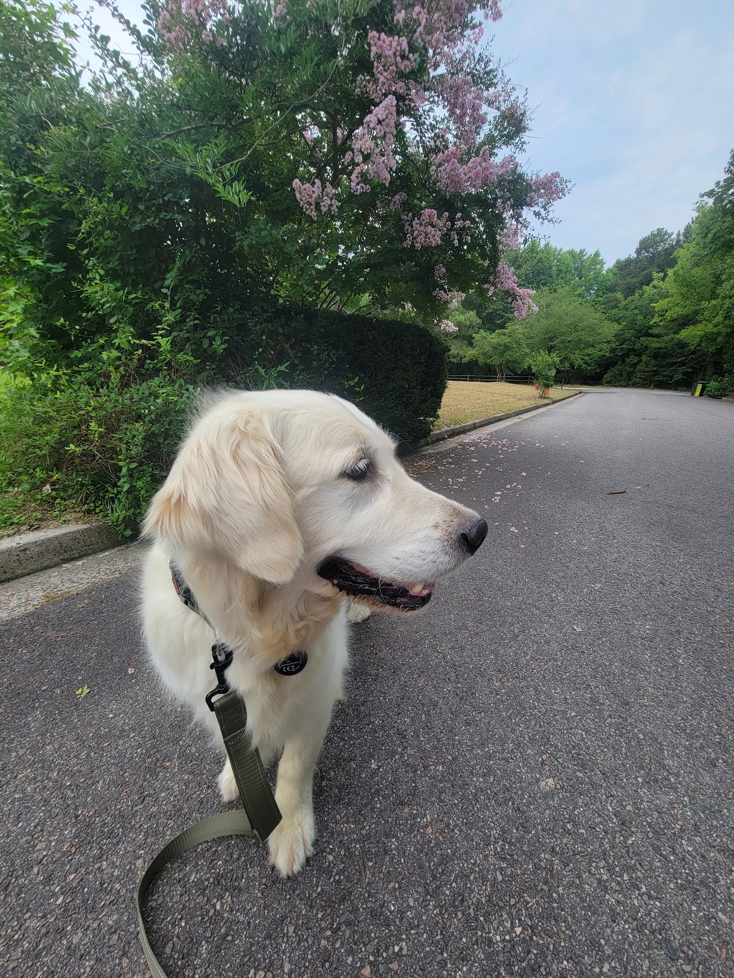 Plush Pup North Augusta