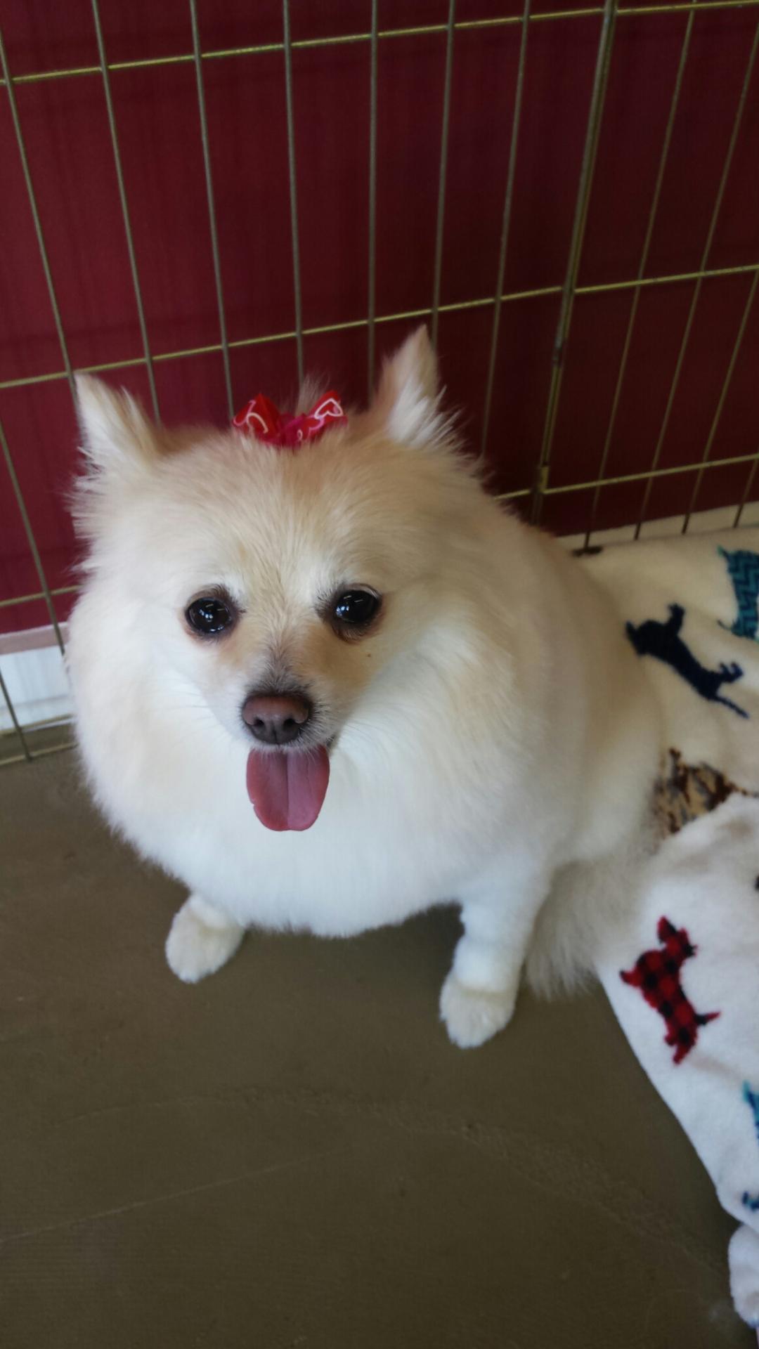 Barking Beauties Grooming North Charleston