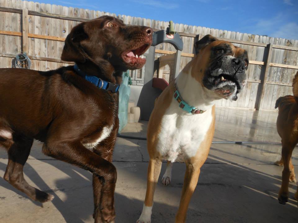 Charleston Dog House North Charleston