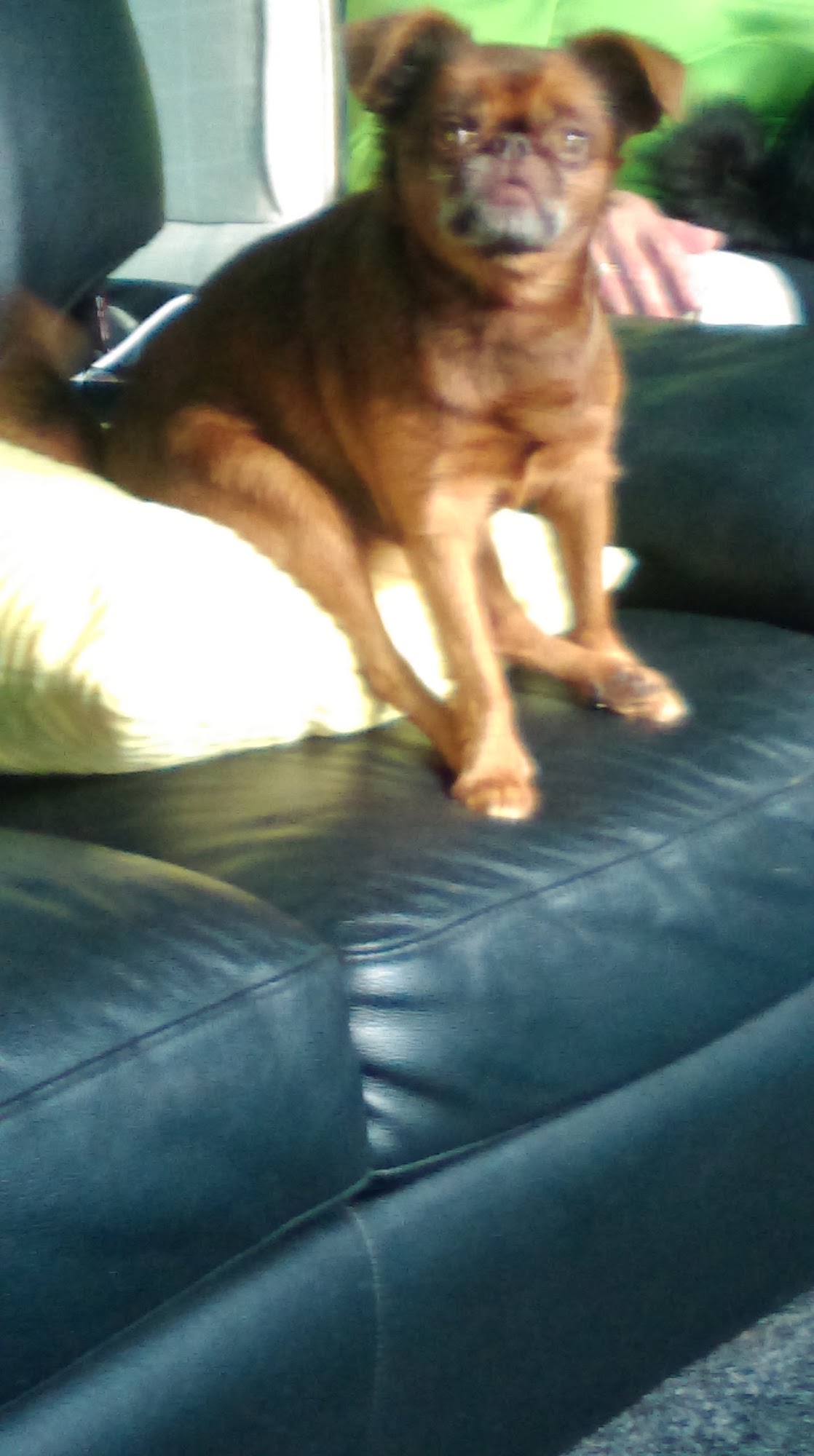 Pet Information North East Aberdeen