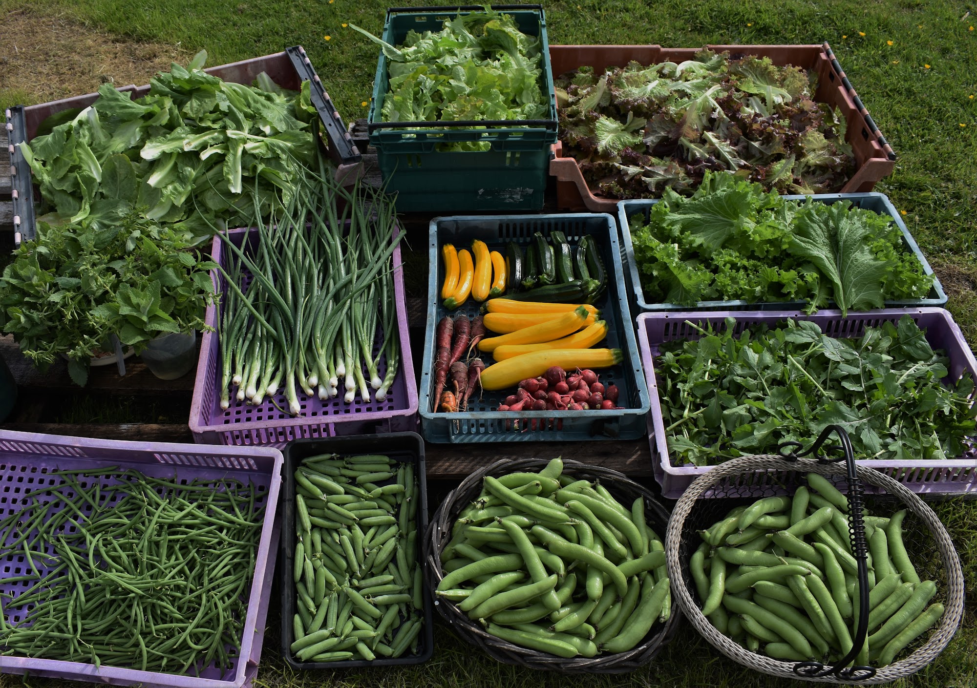 West Ardnamurchan Community Garden