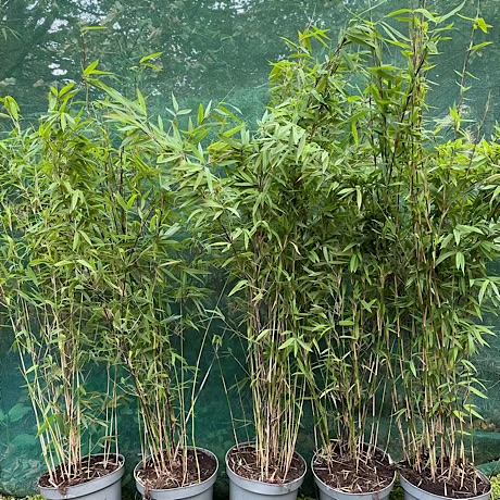 Scottish Bamboo