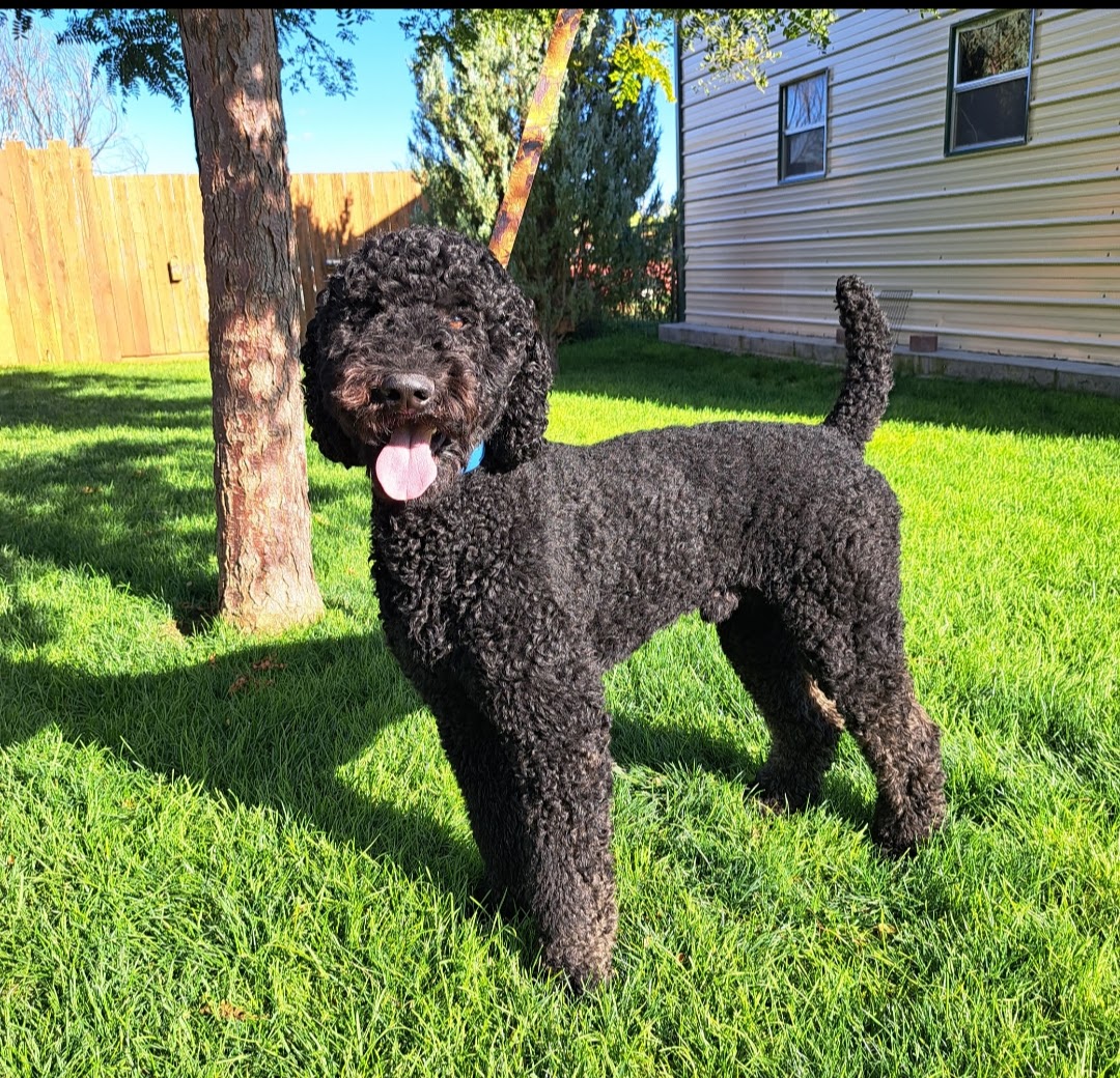 Bear's Fluffy Pups Grooming 1420 National St, Belle Fourche South Dakota 57717