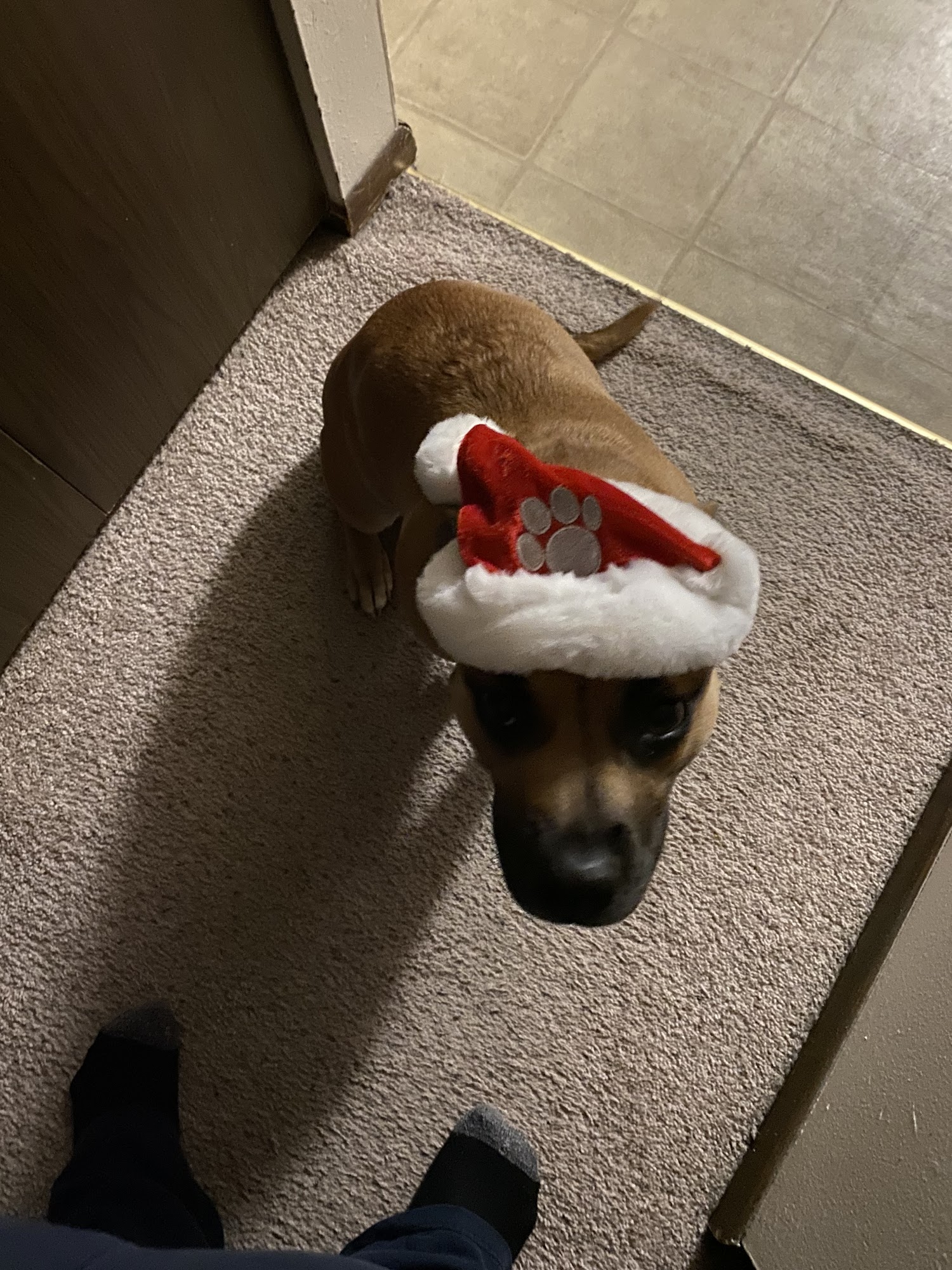 Country Vet Rapid City