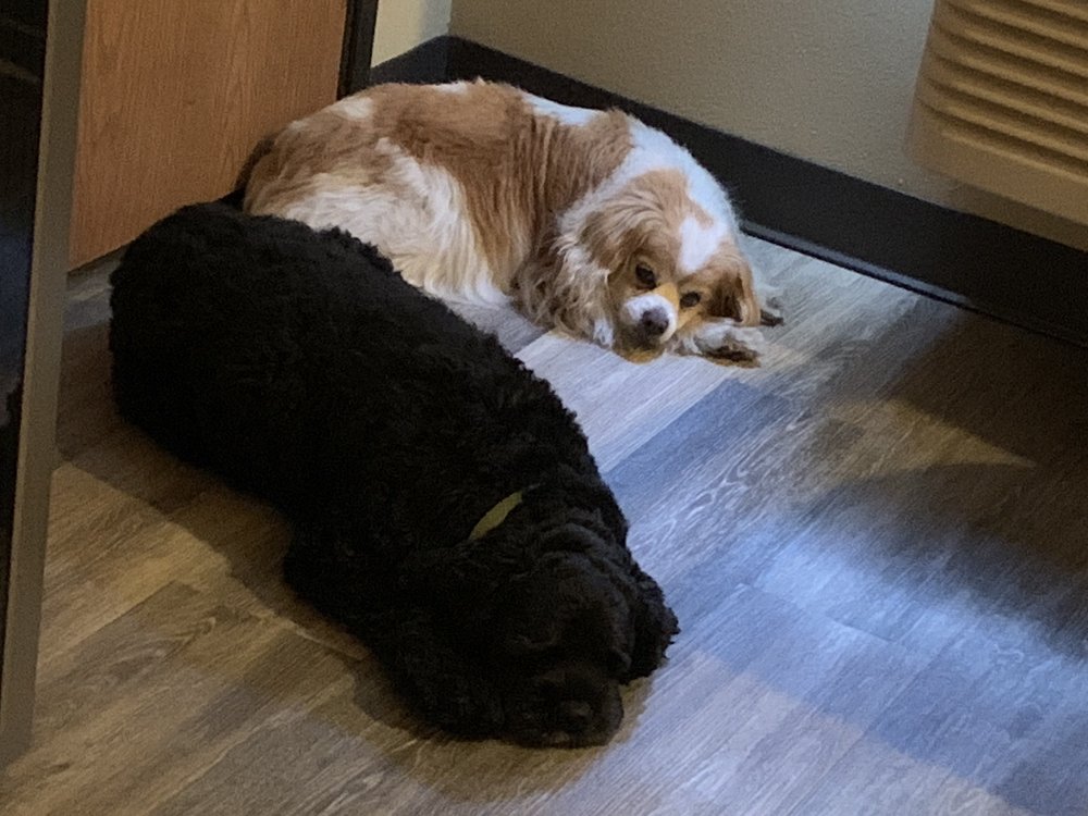 Carlson Heather DVM Sioux Falls