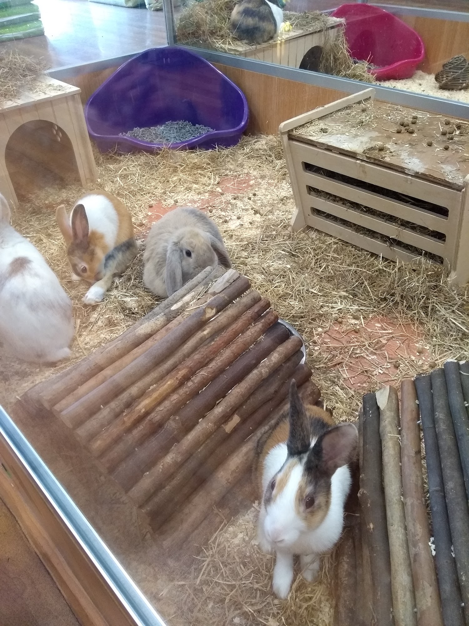 Pets at Home Yeovil