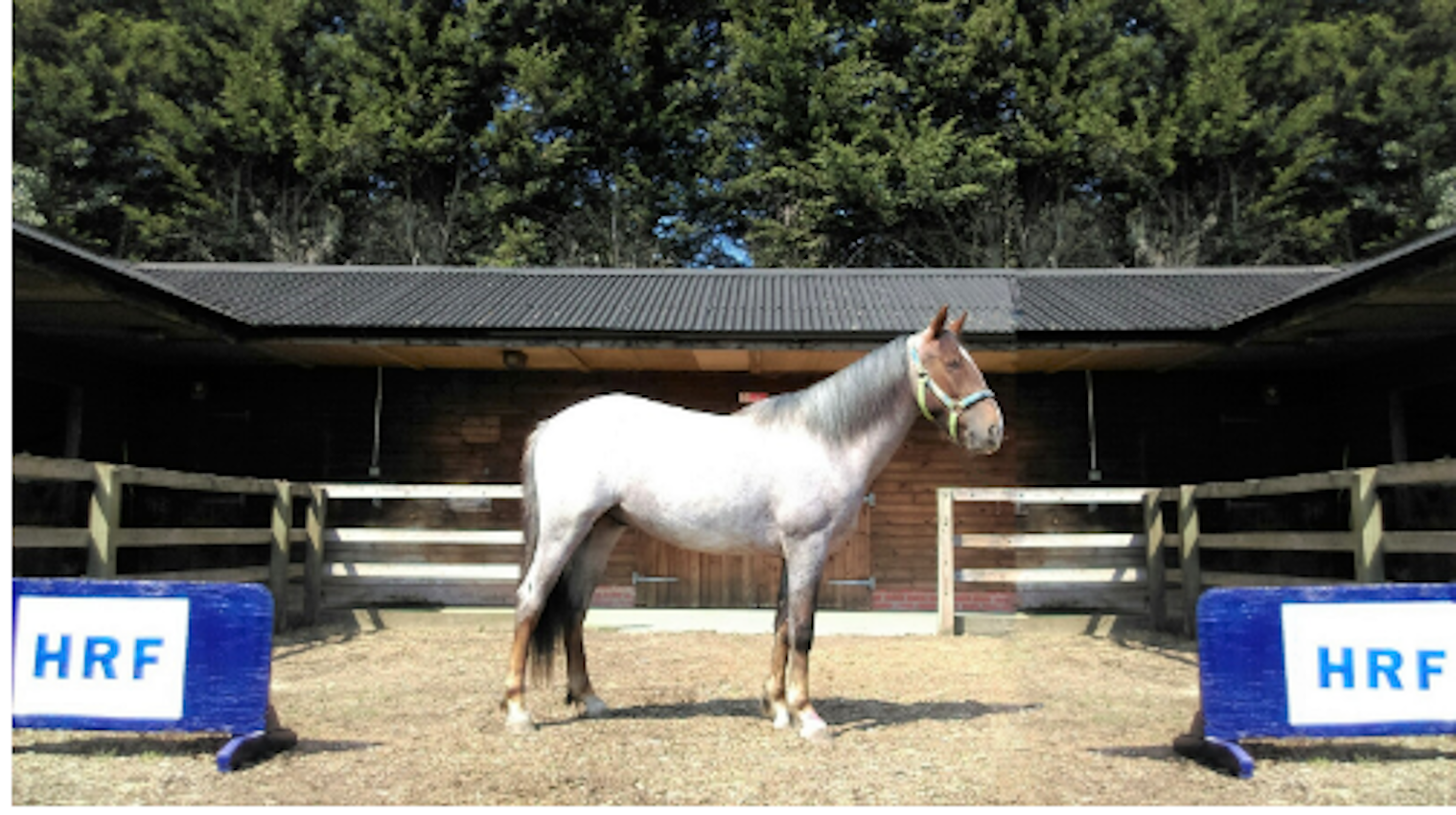 Horse Rescue Fund