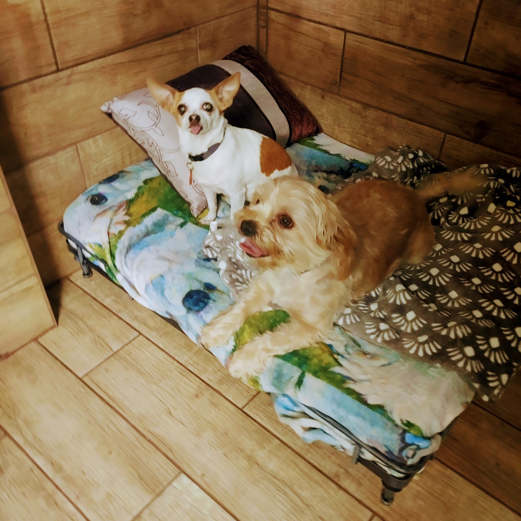 Callys Pet Grooming & Hotel Alcoa