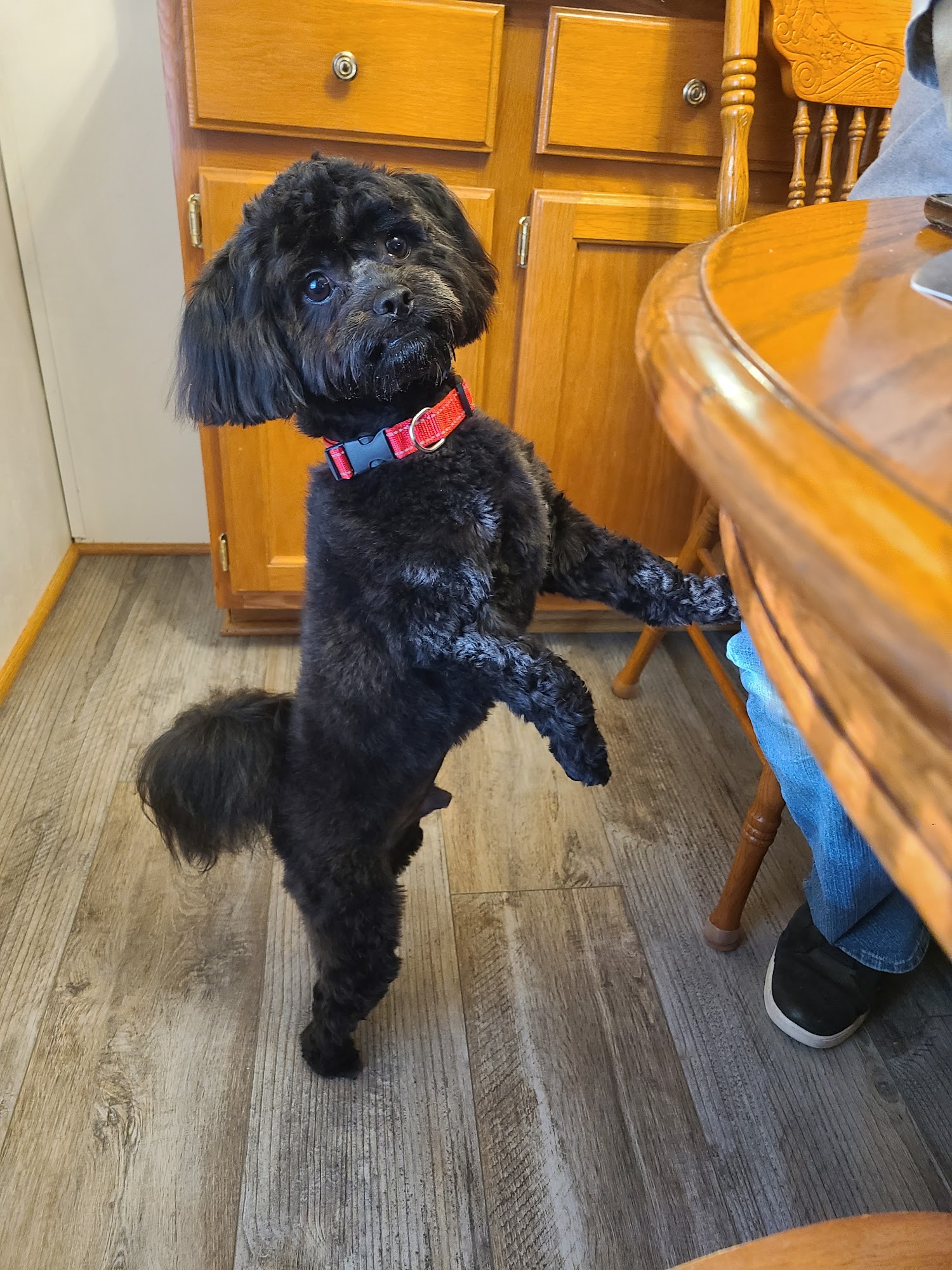 Cute And Cuddle Pet Grooming Blountville