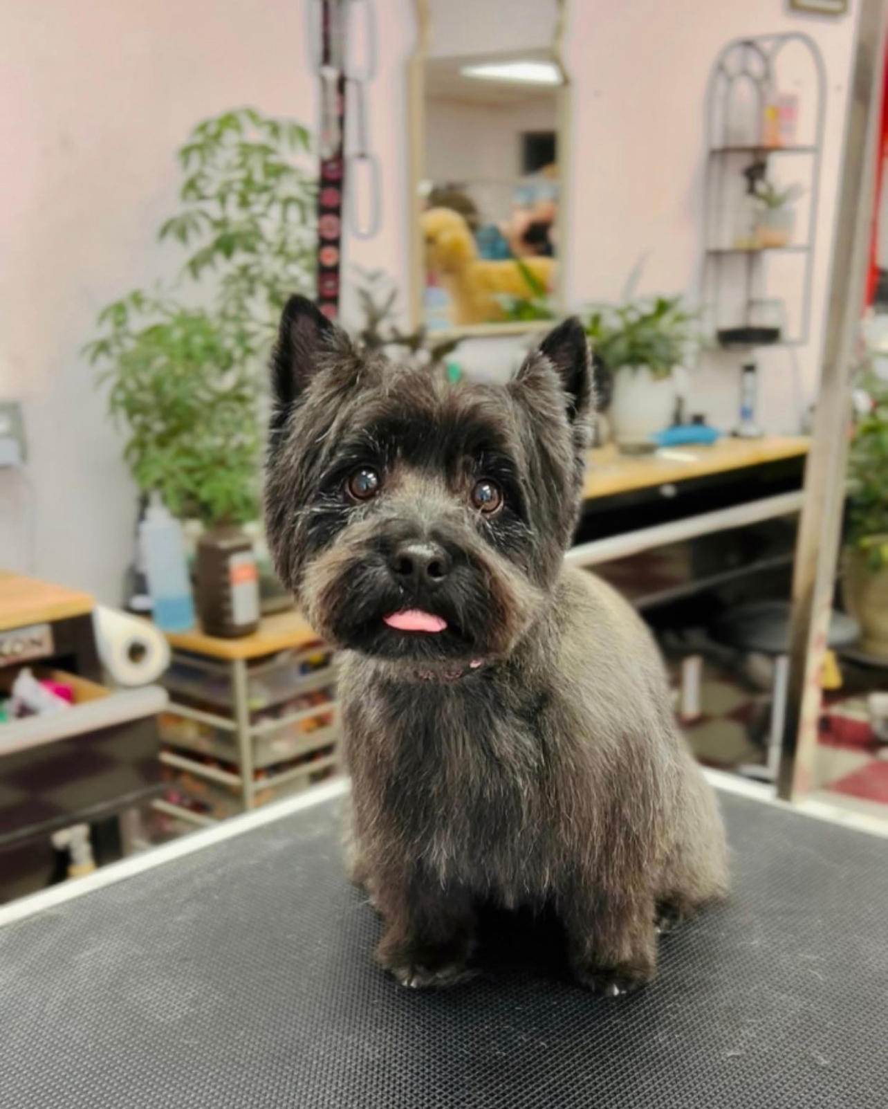 Chattagroomer Chattanooga