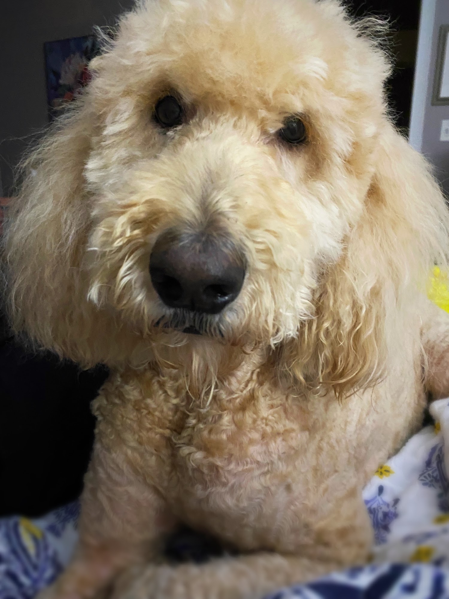 Brenda's Grooming Shop Chattanooga