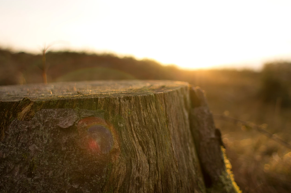Photo credit: 