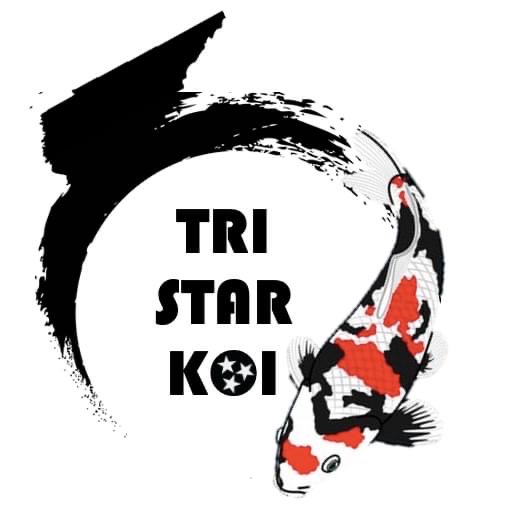 Tri-Star Koi (By Appointment)