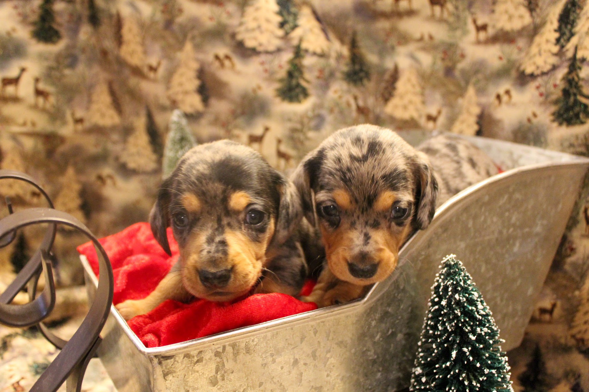 Whispering Pines Farm Miniature Dachshunds Corryton