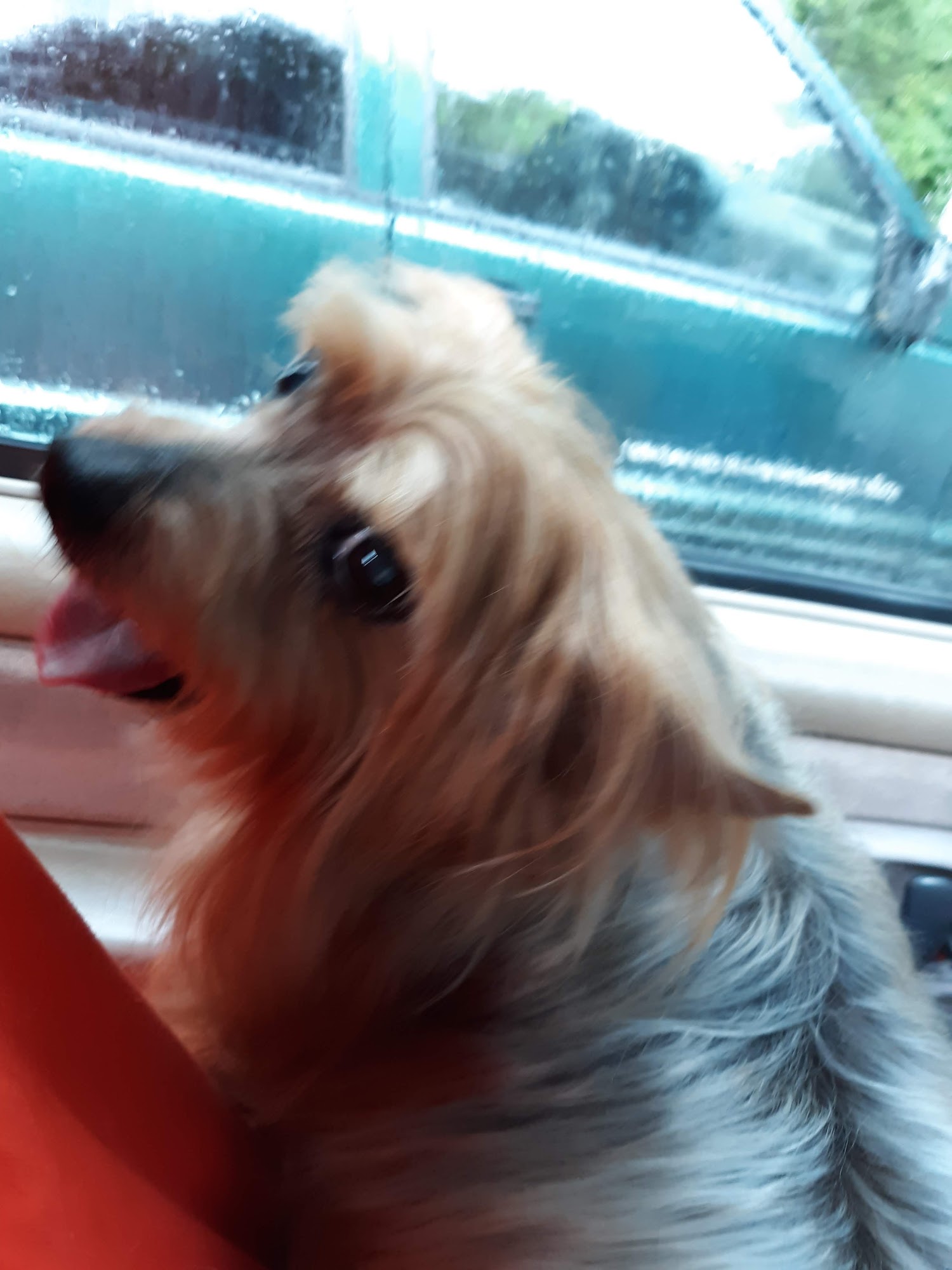 Silver Clipper Pet Grooming & Boarding Elizabethton