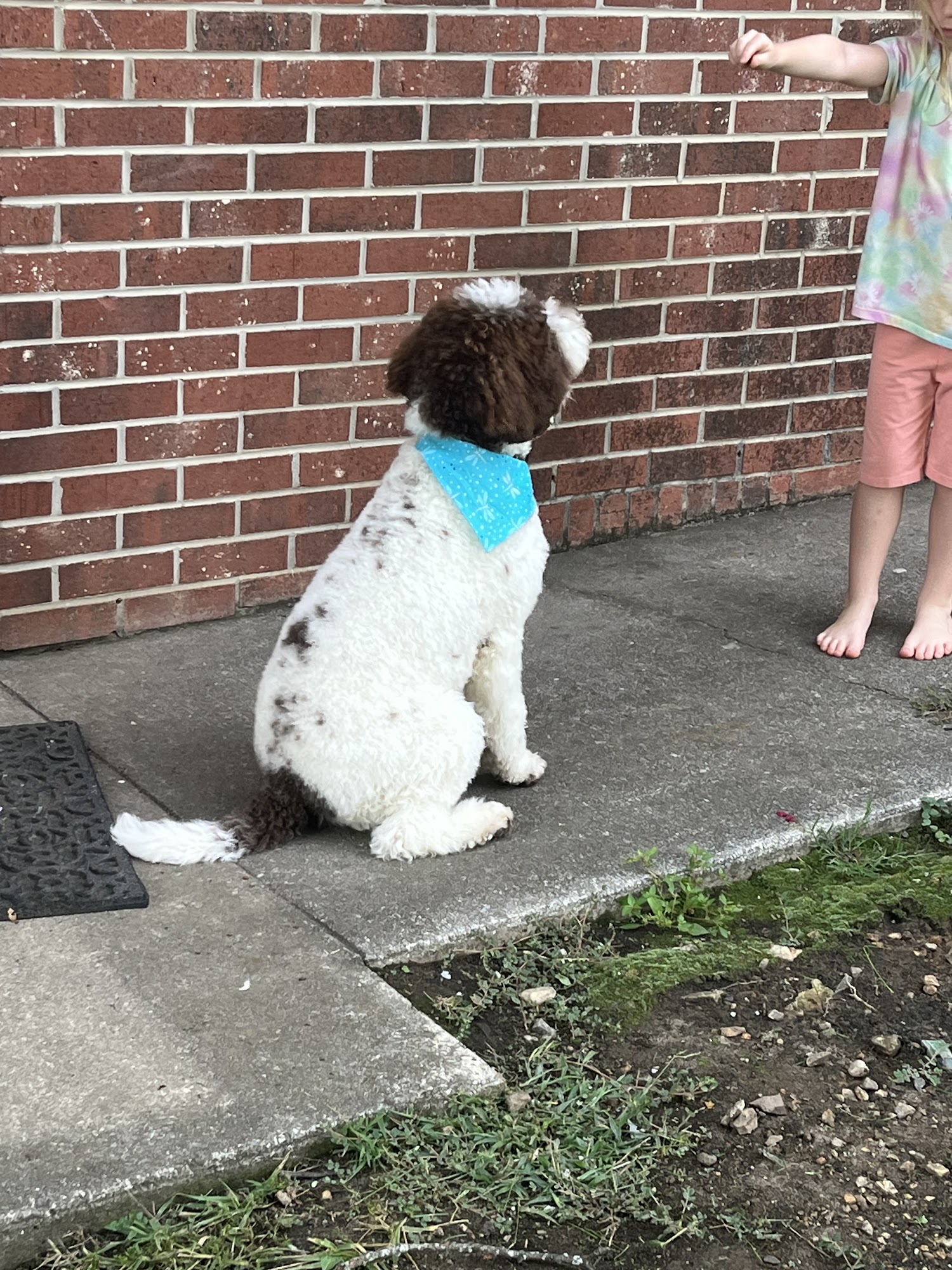 Bark Place Grooming Farragut