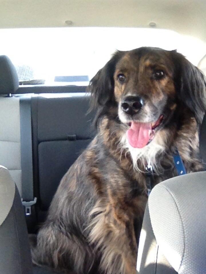 Fabulous Fido Farragut