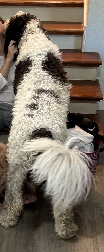 Erika's Dog-Gone Grooming Salon Gallatin