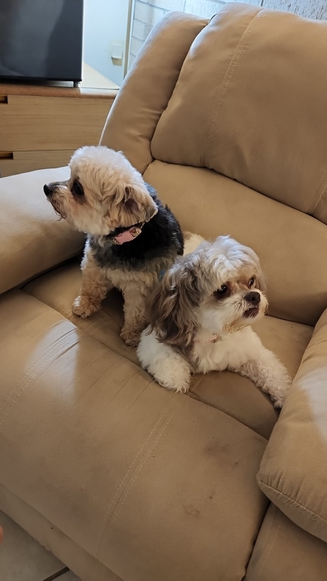 Bobbi's Pet Grooming Jackson