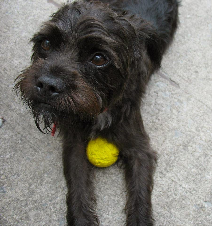 Pets R People 2 - Doggie Daycare & Boarding Knoxville