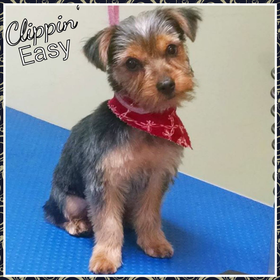 Clippin' Easy Pet Grooming 1267 Carding Machine Rd, Loudon Tennessee 37774