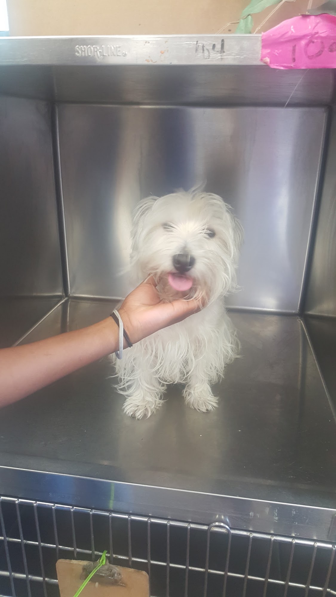 Daphne's Pet Grooming Memphis