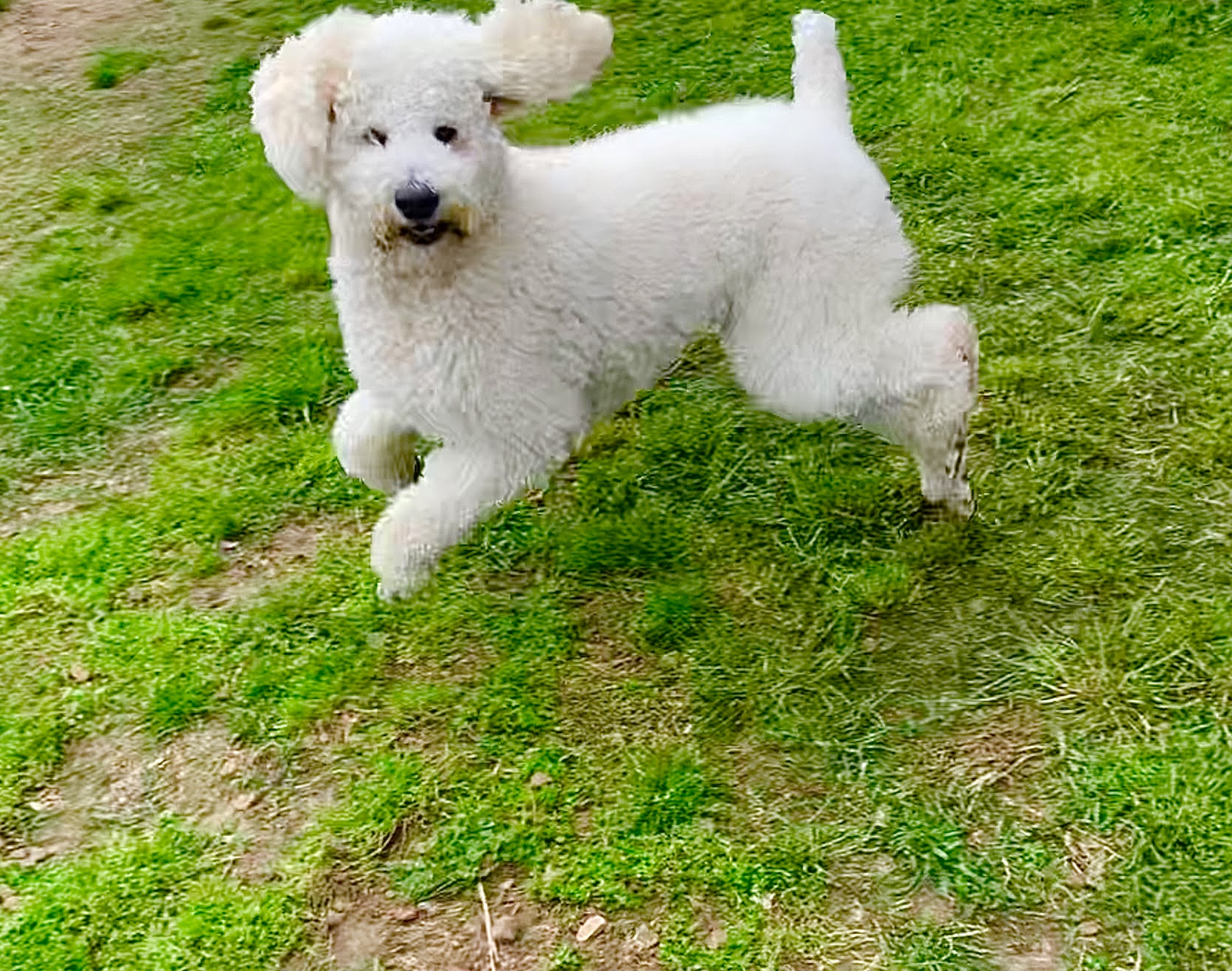 Mutt Island Dog Daycare, Grooming, Extended Stay & Training Memphis