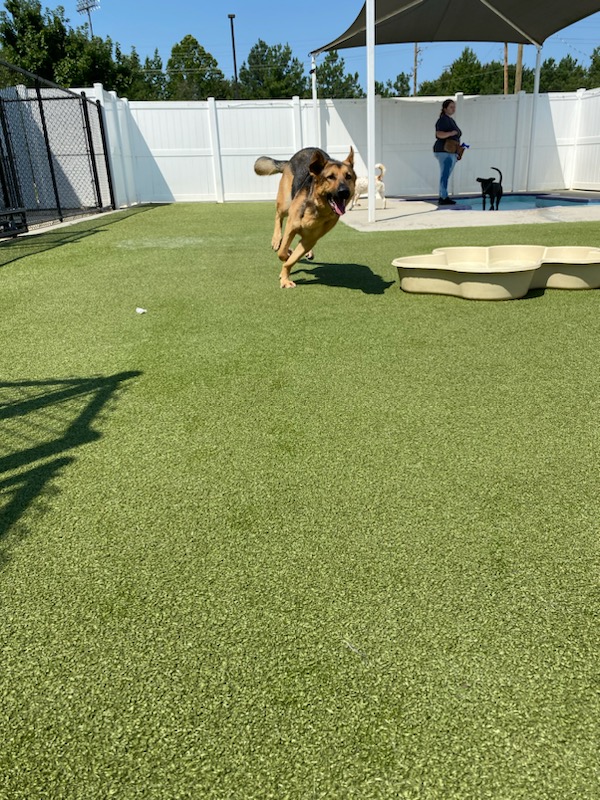 PetSuites Collierville Memphis