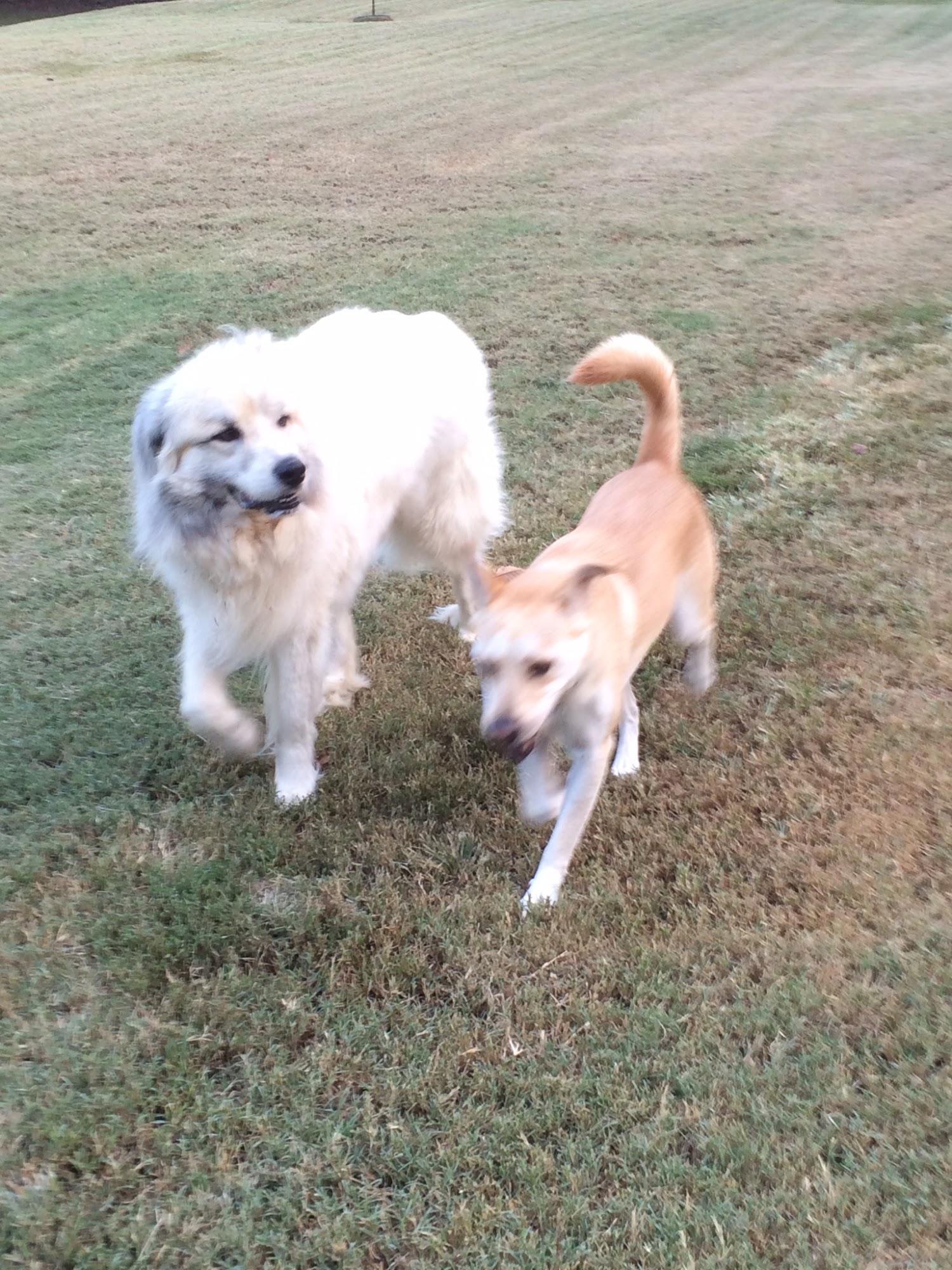 Bartlett Pet Sitters Memphis