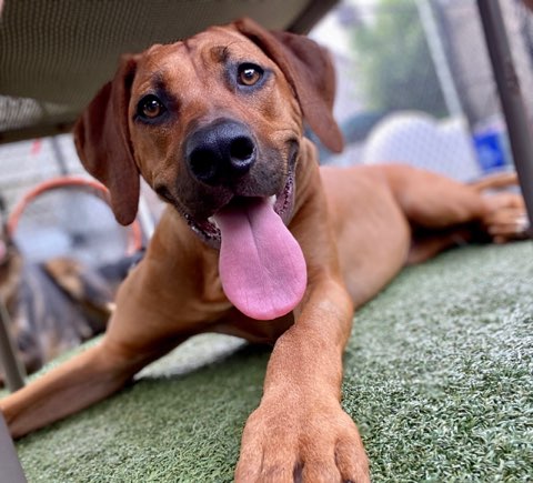 Dogs Rule Day Care & School™ Memphis