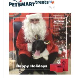 PetSmart Dog Training