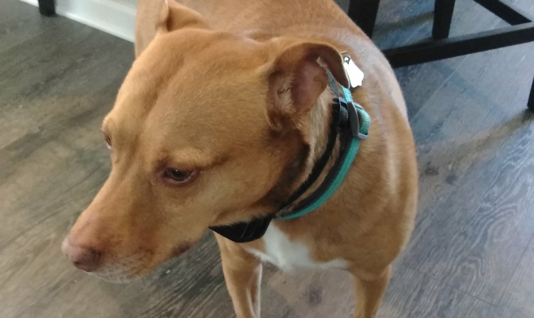 Custom Kare Kennel, Inc. Murfreesboro