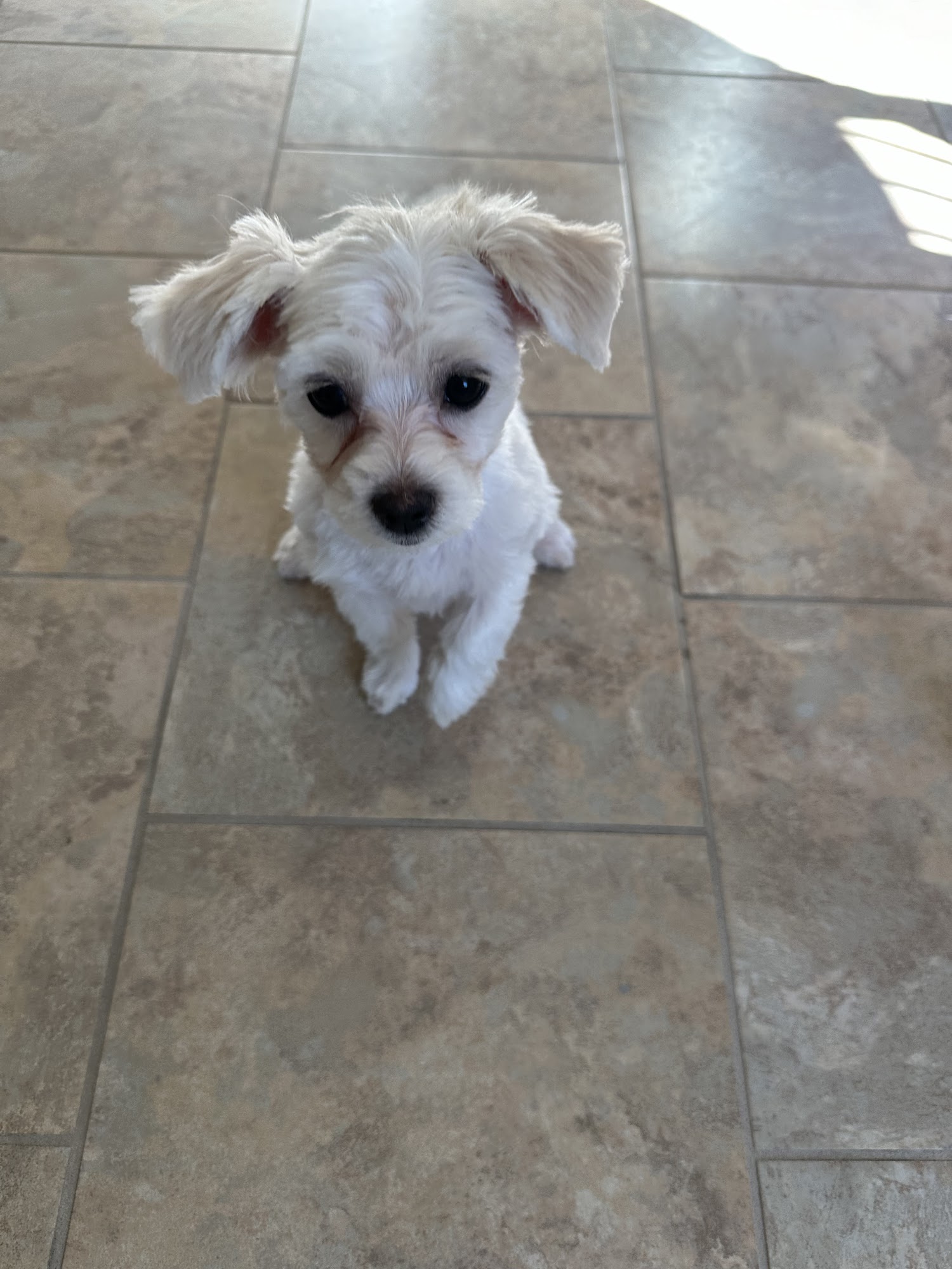 L A Dog Grooming Murfreesboro