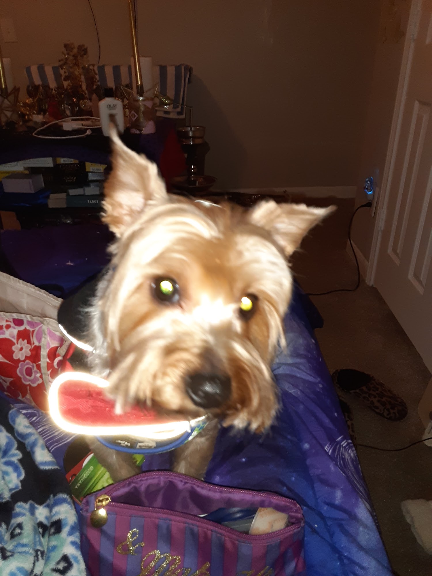 Chawnecy's Pet Grooming Nashville