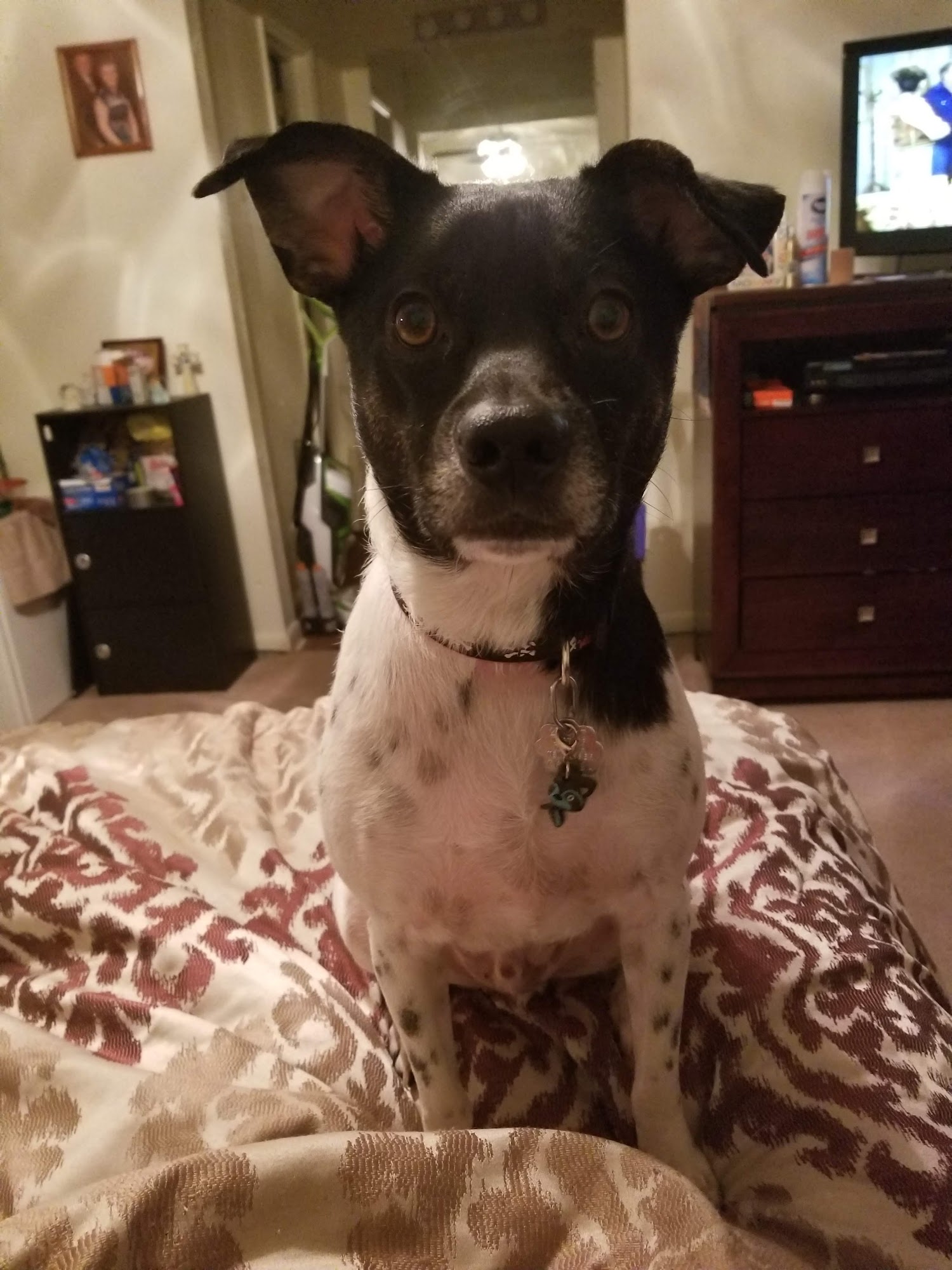 Doggie Doo's Nashville