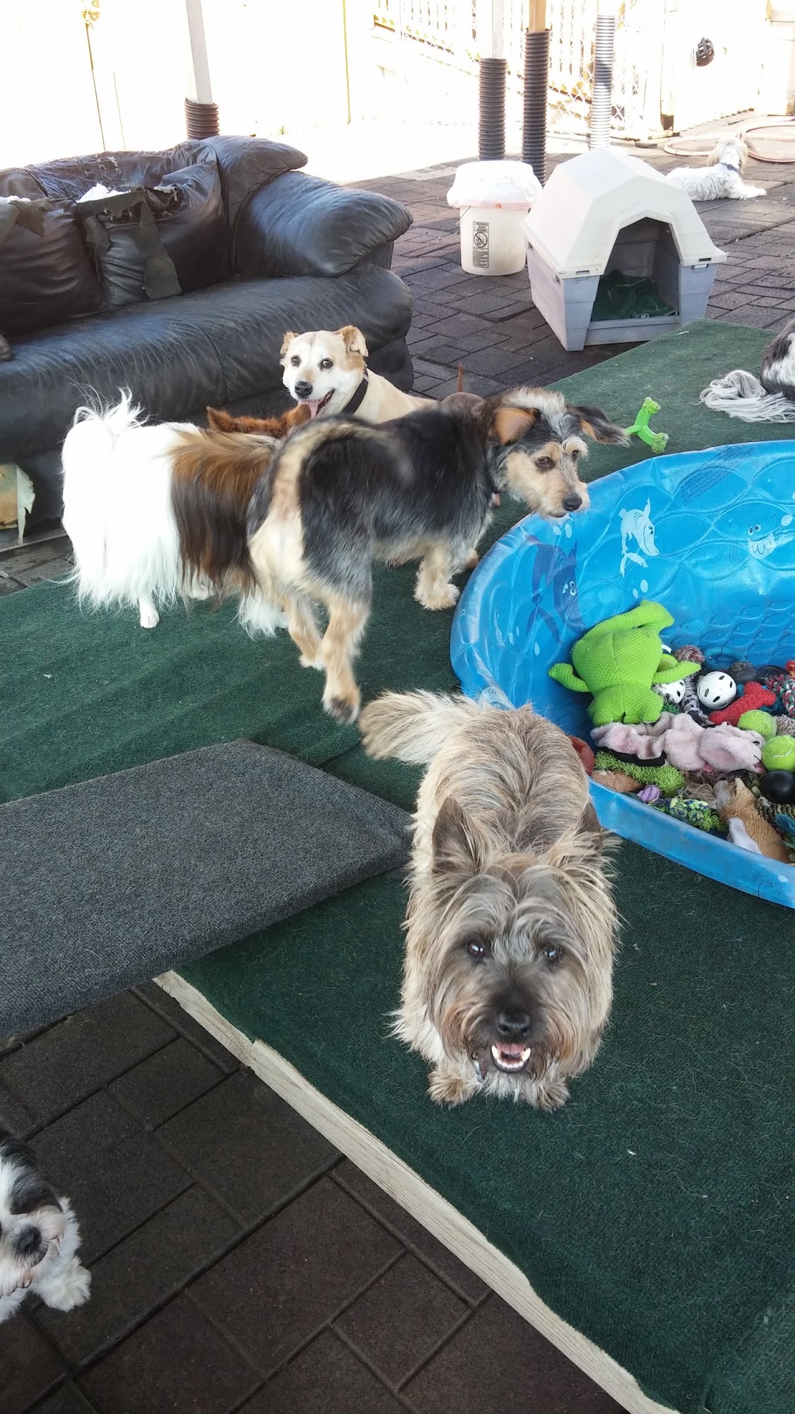 Little Paws Pet Resort Old Hickory