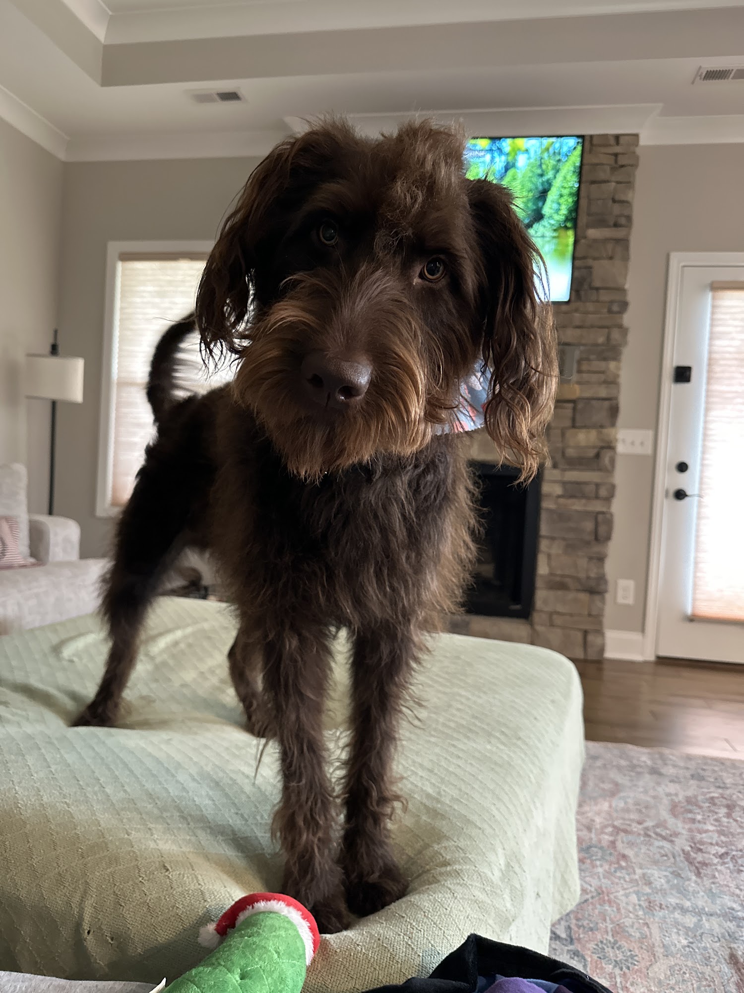 Glamour Fur Grooming Salon Piney Flats