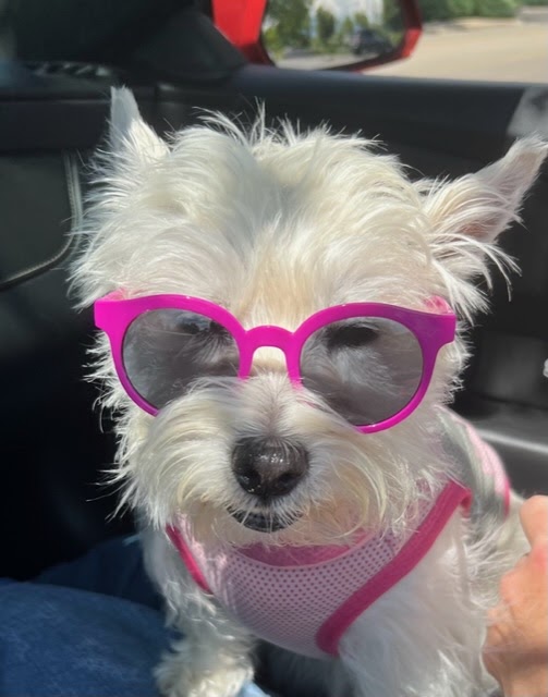 Diana's Doggie Daycare and Grooming Seymour