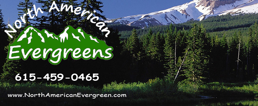 North American Evergreens Nursery